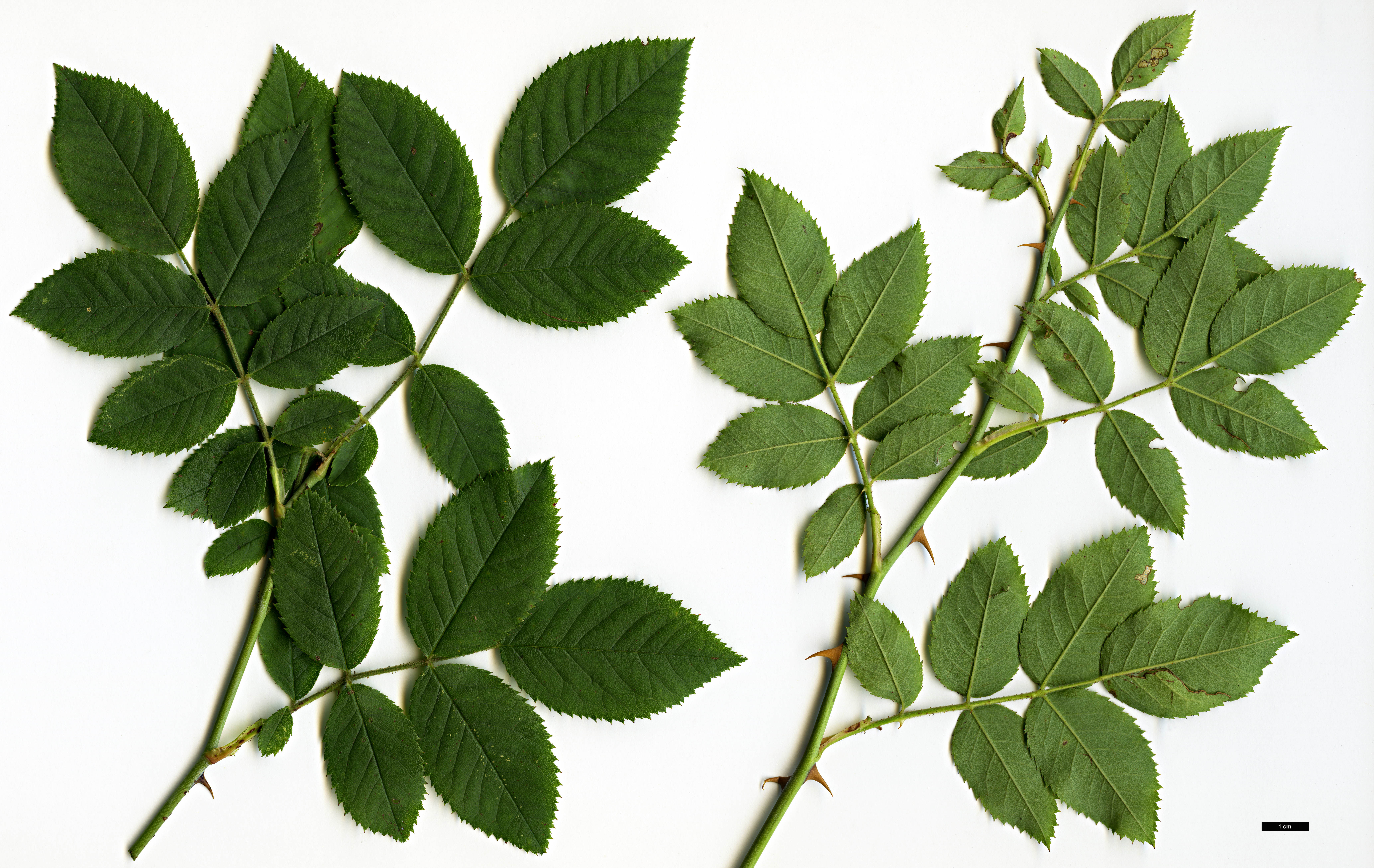 High resolution image: Family: Rosaceae - Genus: Rosa - Taxon: abietina